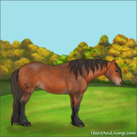 Horse Color:Unknown 