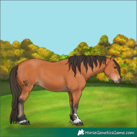 Horse Color:Bay 