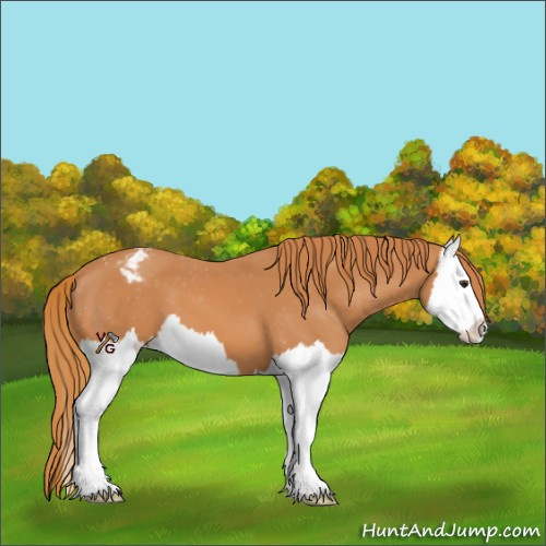 Horse Color:Unknown 
