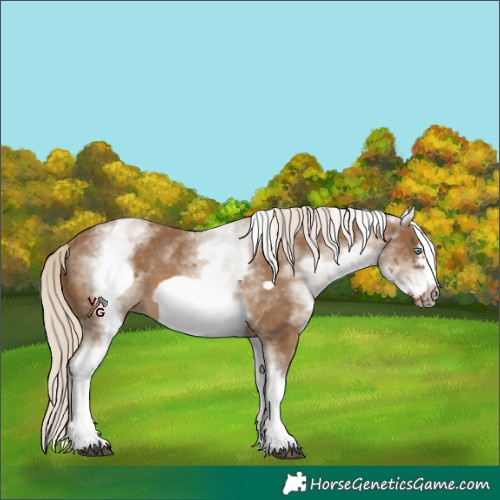 Horse Color:White Spotted Chocolate Palomino Frame 