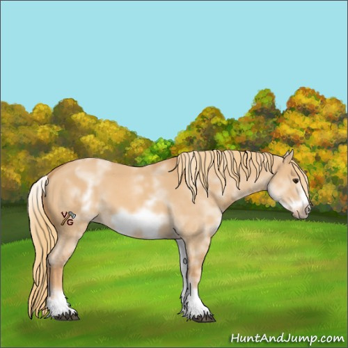 Horse Color:Unknown 