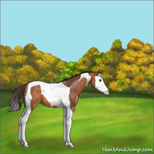 Horse Color:Bay Splash Tobiano