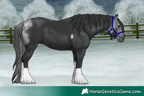 Horse Color:Black Tobiano
