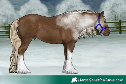 Horse Color:Chocolate Palomino Tobiano