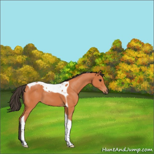 Horse Color:Bay Tobiano 