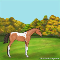Horse Color:Bay Tobiano