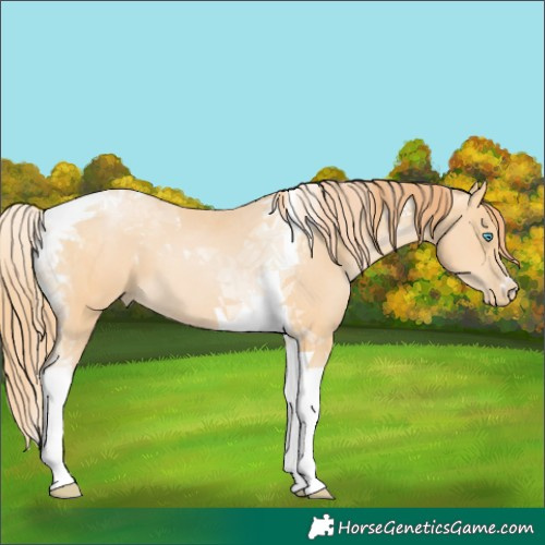 Horse Color:Buckskin Pearl Tobiano 