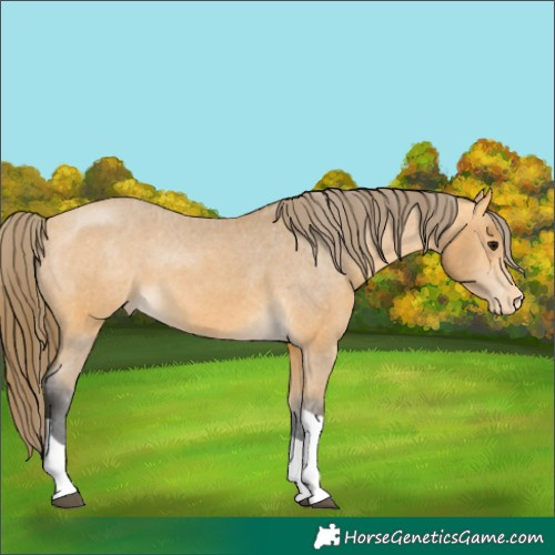 Horse Color:Buckskin Tobiano Varnish 