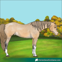 Horse Color:Buckskin Tobiano Varnish 
