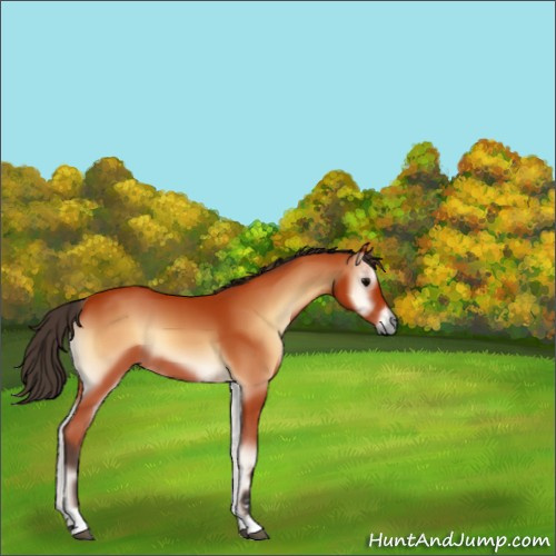 Horse Color:Bay Onyx Sabino Tobiano 