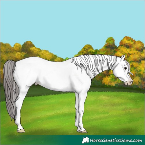 Horse Color:Platinum Bay Roan Tobiano Appaloosa 