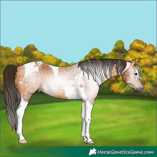 Horse Color:Gray Buckskin Tobiano 