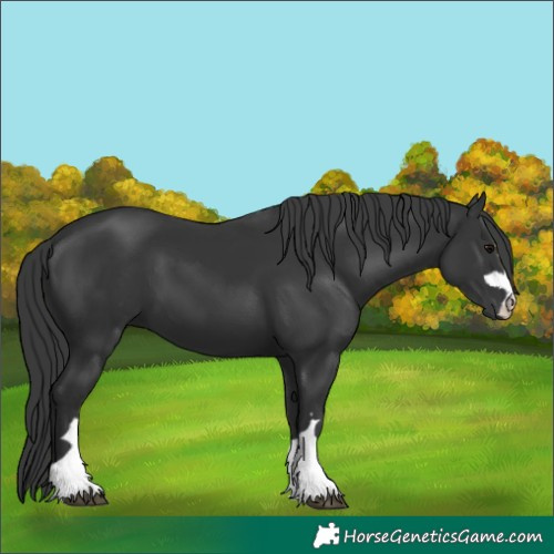 Horse Color:Black 
