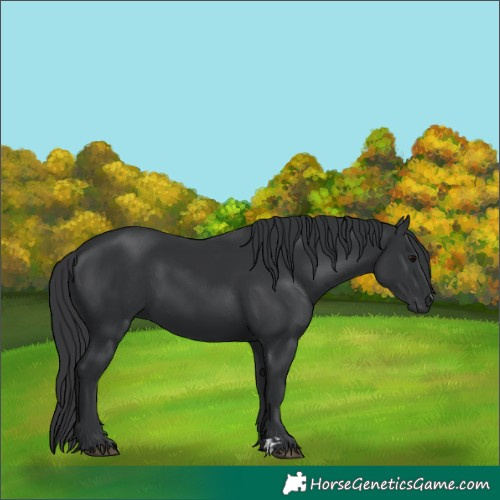 Horse Color:Unknown 