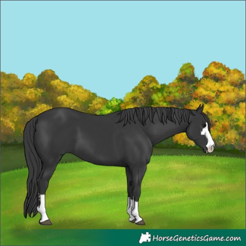 Horse Color:Unknown 
