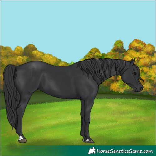 Horse Color:Black 