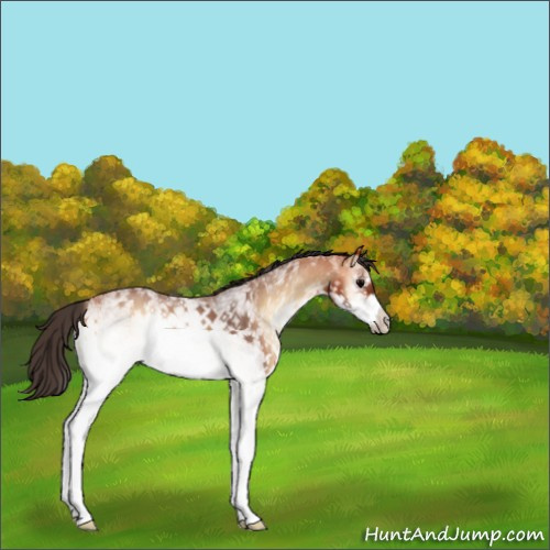 Horse Color:White Spotted Bay Roan Onyx Rabicano 