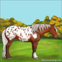 Horse Color:Silver Bay Appaloosa 