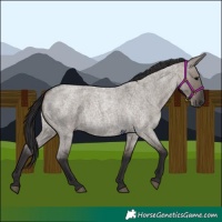 Horse Color:Smoky Grullo Roan 