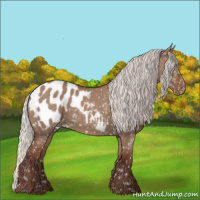 Horse Color:Silver Grullo Blanket 