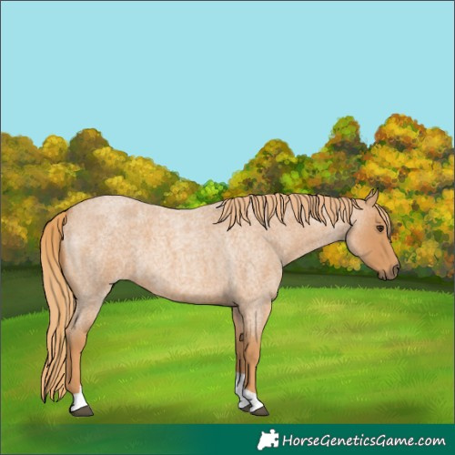 Horse Color:Red Roan Tobiano 