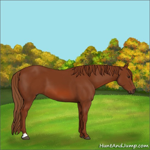 Horse Color:Chestnut 