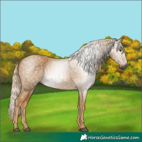 Horse Color:Gray Palomino 