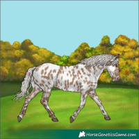 Horse Color:Silver Grullo Appaloosa 