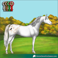 Horse Color:Perlino Appaloosa