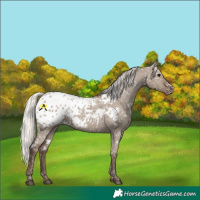 Horse Color:White Spotted Silver Grullo Frame Appaloosa 