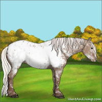 Horse Color:Silver Grullo Frame Near Leopard 