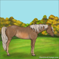 Horse Color:Chocolate Palomino Rabicano