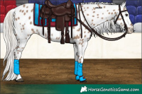 Horse Color:Silver Grullo Appaloosa 