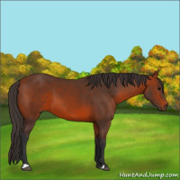Horse Color:Unknown 