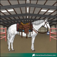Horse Color:Silver Smoky Grullo Appaloosa 
