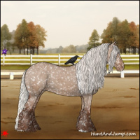Horse Color:Silver Grullo Appaloosa
