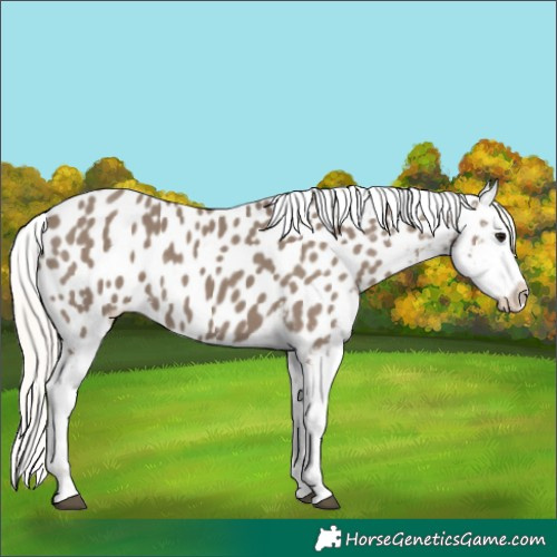 Horse Color:Silver Grullo Appaloosa 