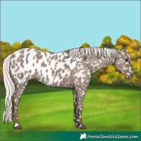 Horse Color:Silver Grullo Near Leopard 