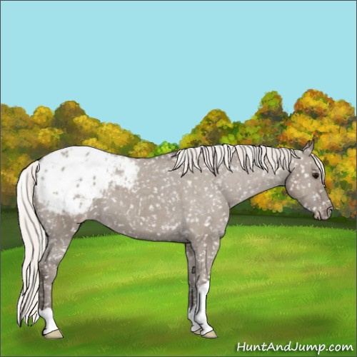 Horse Color:Silver Grullo Appaloosa