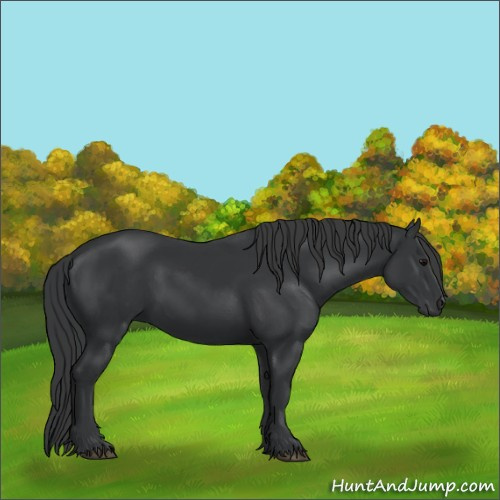 Horse Color:Black 