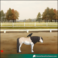 Horse Color:White Spotted Bay Dun 
