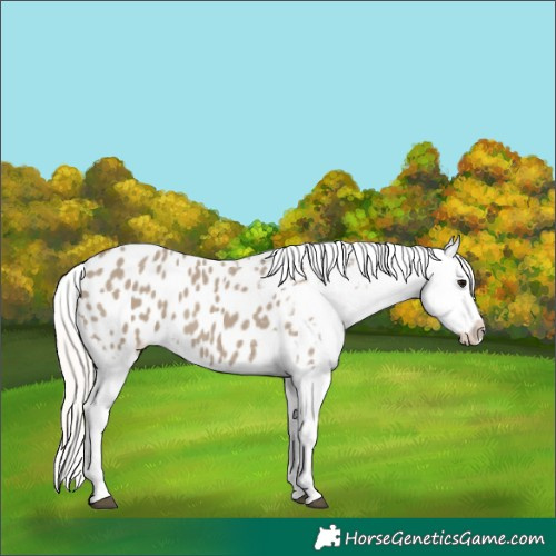 Horse Color:Silver Grullo Appaloosa 