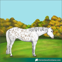 Horse Color:Silver Grullo Appaloosa