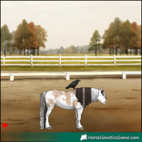 Horse Color:White Spotted Bay Dun Splash 