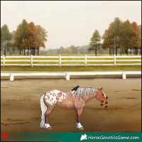Horse Color:Silver Bay Roan Appaloosa