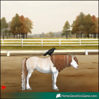 Horse Color:White Spotted Red Dun Roan Splash