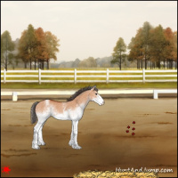 Horse Color:White Spotted Bay Dun