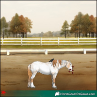 Horse Color:White Spotted Red Dun Roan Frame 