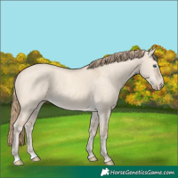 Horse Color:Perlino Dun 