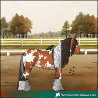 Horse Color:White Spotted Bay 